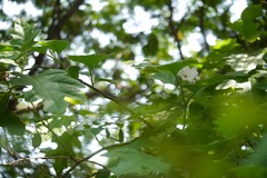 Solanum grandiflorum
